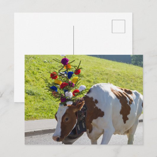 Briefkaart Zwitserse Koe (Voorkant / Achterkant)