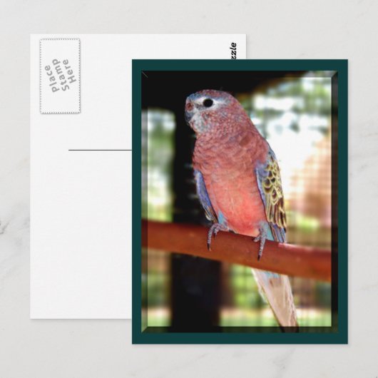 briefkaarten (Voorkant / Achterkant)
