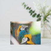 Briefkaarten Blauwe Macaws (Staand voorkant)