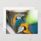 Briefkaarten Blauwe Macaws (Voorkant / Achterkant)