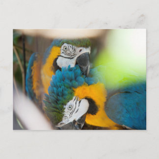Briefkaarten Blauwe Macaws