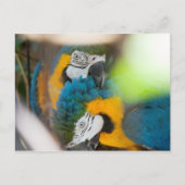 Briefkaarten Blauwe Macaws (Voorkant)