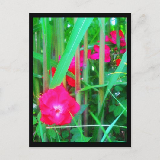 Briefkaarten-City Flowers-13 Briefkaart (Voorkant)