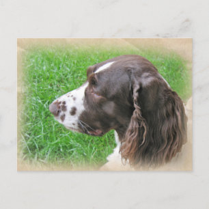 Briefkaarten Engels Springer Spaniel Profile