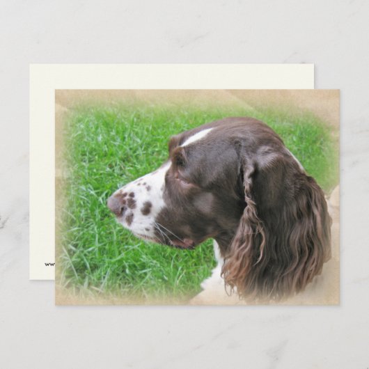 Briefkaarten Engels Springer Spaniel Profile (Voorkant / Achterkant)