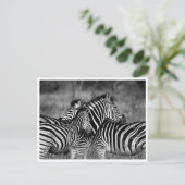 Briefkaarten - Familie van Zebra's (Staand voorkant)