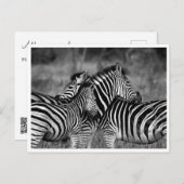 Briefkaarten - Familie van Zebra's (Voorkant / Achterkant)