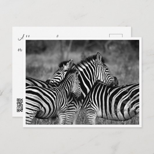 Briefkaarten - Familie van Zebra's (Voorkant / Achterkant)