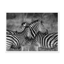Briefkaarten - Familie van Zebra's