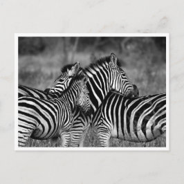 Briefkaarten - Familie van Zebra's