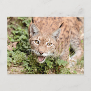 Briefkaarten Foto kat, lynx, dieren.