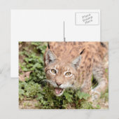Briefkaarten Foto kat, lynx, dieren. (Voorkant / Achterkant)
