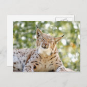 Briefkaarten Foto kat, lynx, dieren. (Voorkant / Achterkant)