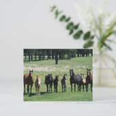 Briefkaarten - Mares & Foals (Staand voorkant)