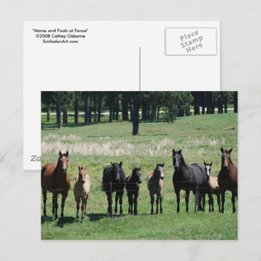 Briefkaarten - Mares & Foals (Voorkant / Achterkant)