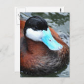 Briefkaarten met blauwe kieuwen (Voorkant / Achterkant)