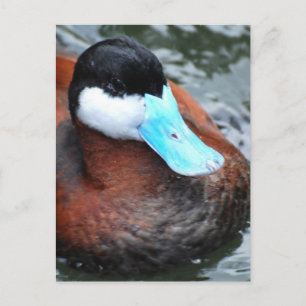 Briefkaarten met blauwe kieuwen