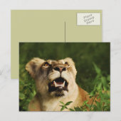 Briefkaarten met Lion safari-groeten  (Voorkant / Achterkant)