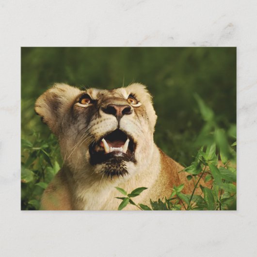 Briefkaarten met Lion safari-groeten  (Voorkant)
