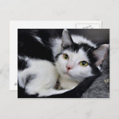 Briefkaarten met zwarte en witte Amerikaanse horth (Voorkant / Achterkant)