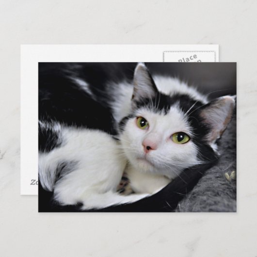 Briefkaarten met zwarte en witte Amerikaanse horth (Voorkant / Achterkant)