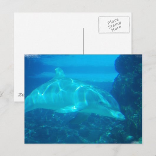 Briefkaarten onderwater Dolphin (Voorkant / Achterkant)