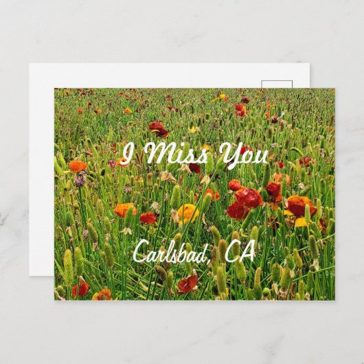 Briefkaarten: The Flower Fields, Carlsbad, Califor Feestdagenkaart (Voorkant / Achterkant)