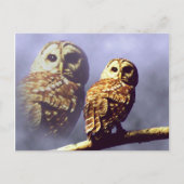 Briefkaarten van Barred Owl (Voorkant)