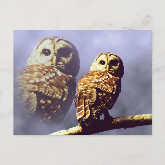 Briefkaarten van Barred Owl (Voorkant)