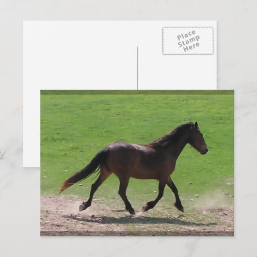 Briefkaarten van bloed (Voorkant / Achterkant)