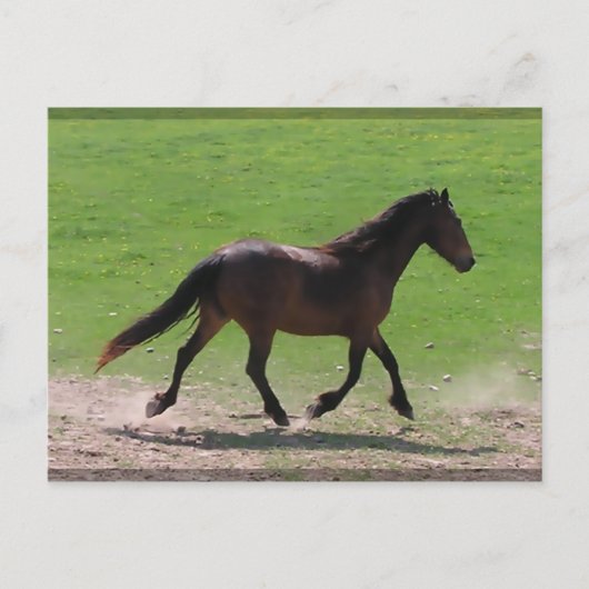 Briefkaarten van bloed (Voorkant)