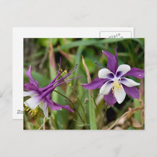 Briefkaarten van Columbine Flowers (Voorkant / Achterkant)