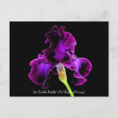 Briefkaarten van de Bel van de iris de Inbare van (Voorkant)