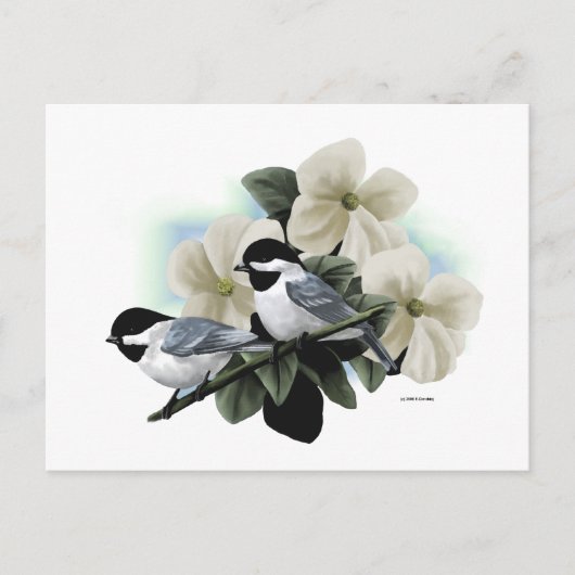 Briefkaarten van de Chickadee (Voorkant)