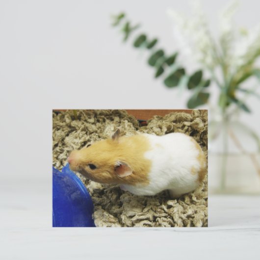 Briefkaarten van de Oranje schelp (Staand voorkant)