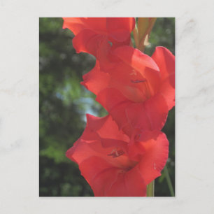 Briefkaarten van de rode Gladiolas