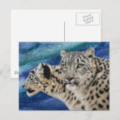 Briefkaarten van de Snow Leopard Habitat (Voorkant / Achterkant)