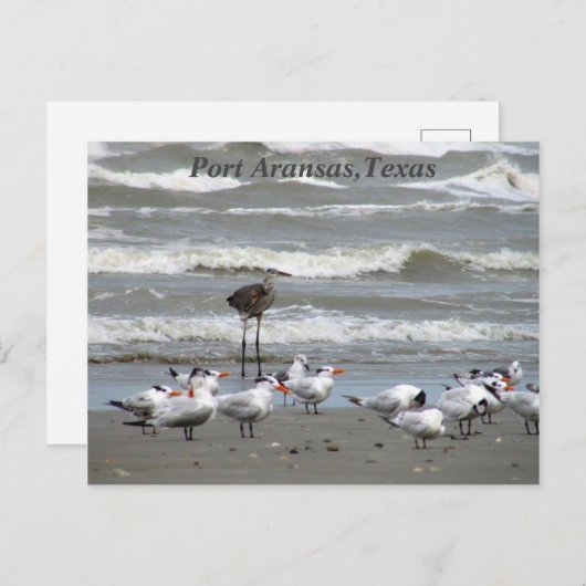 Briefkaarten van de Texas Coast! (Voorkant / Achterkant)