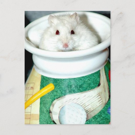 Briefkaarten van de witte schelp (Voorkant)