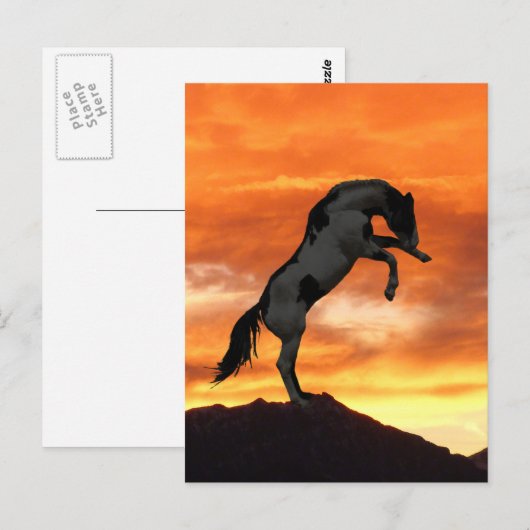 Briefkaarten van fokpaarden (Voorkant / Achterkant)