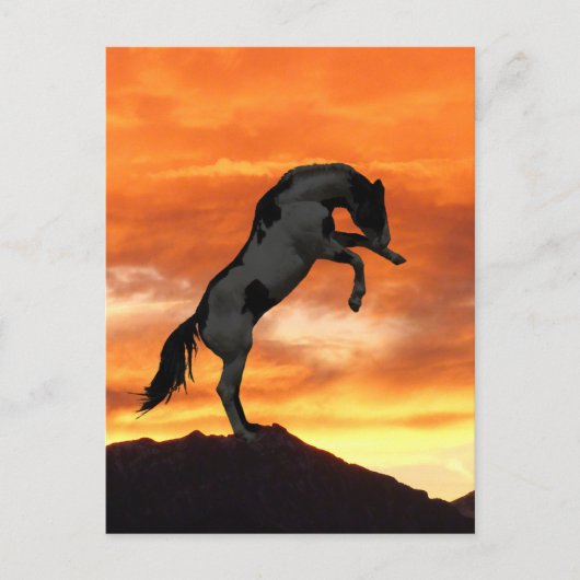 Briefkaarten van fokpaarden (Voorkant)