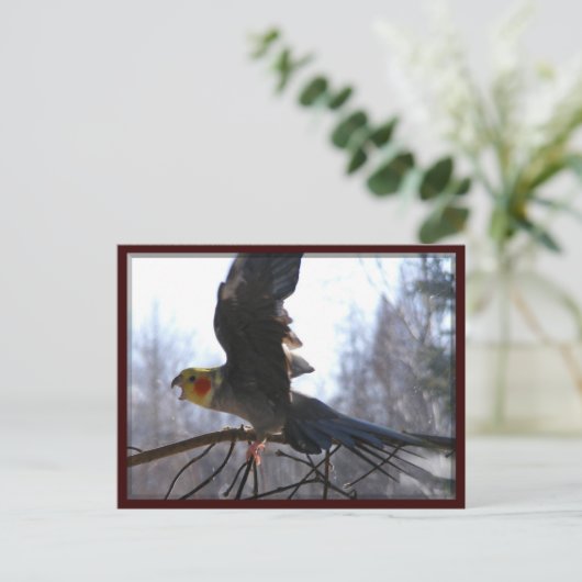 briefkaarten van gekke vogels (Staand voorkant)