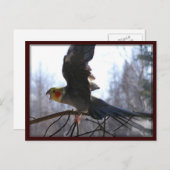 briefkaarten van gekke vogels (Voorkant / Achterkant)