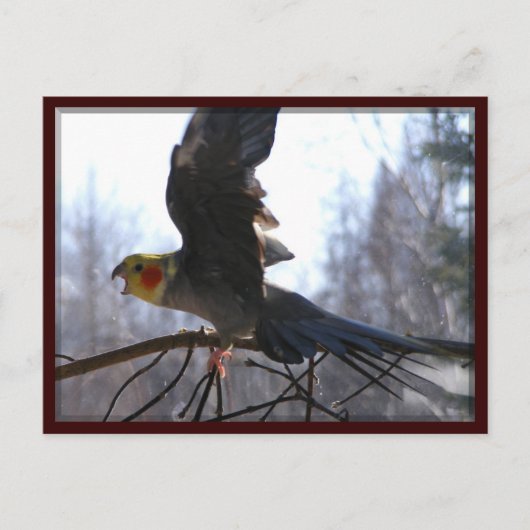 briefkaarten van gekke vogels (Voorkant)