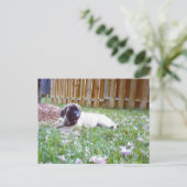 Briefkaarten van het Engelse Hondenras Mastiff (Staand voorkant)