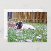 Briefkaarten van het Engelse Hondenras Mastiff (Voorkant / Achterkant)