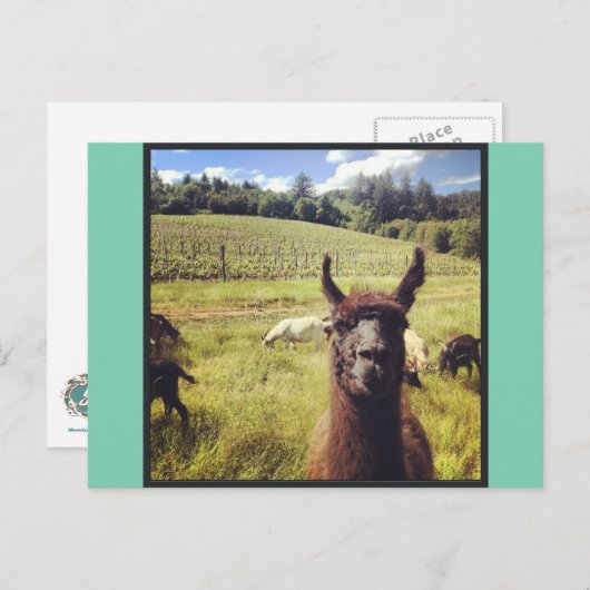 Briefkaarten van het Goat Power Team (Voorkant / Achterkant)