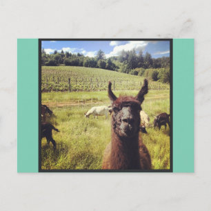 Briefkaarten van het Goat Power Team