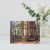 Briefkaarten van het nationale park Sequoia (Staand voorkant)