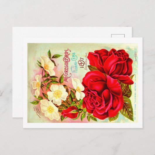 Briefkaarten van het  zaadpakket. (Voorkant / Achterkant)